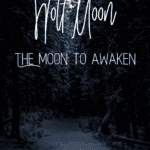 Snowy dark forest with moon shining